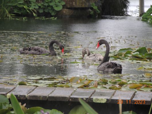 Black Swans